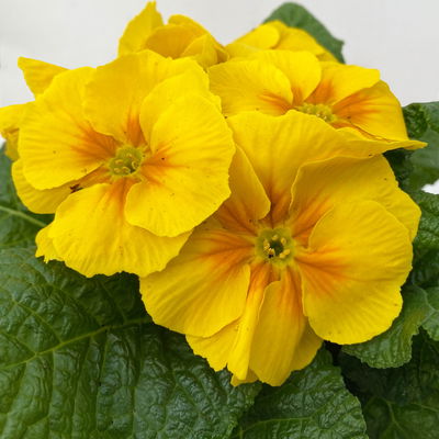 Pflanzenkreation Frühlingssonne, gelb-blau, Topf-Ø 10/10,5 cm, 6 Pflanzen Pflanzenkreation Frühlingssonne, gelb-blau, Topf-Ø 10/10,5 cm, 6 Pflanzen