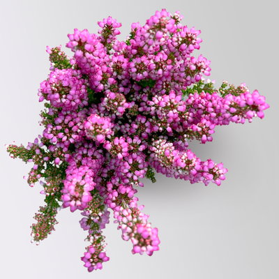 Glockenheide Mini 'Beauty Queens®', Farben zufällig, Topf-Ø 6 cm, 12 Pflanzen Glockenheide Mini 'Beauty Queens®', Farben zufällig, Topf-Ø 6 cm, 12 Pflanzen