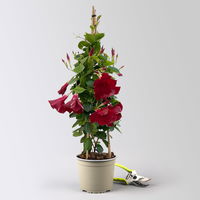 Dipladenie, dunkelrot, Pyramide, Topf-Ø 17 cm, Höhe ca.70 cm, 2 Pflanzen