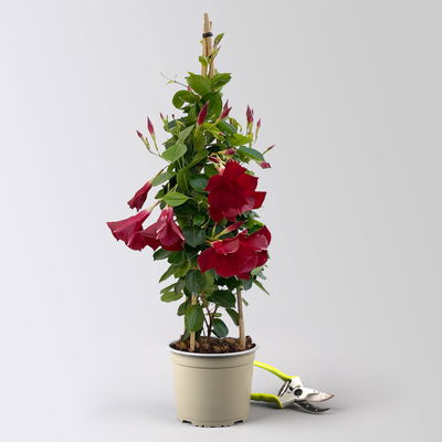 Dipladenie, dunkelrot, Pyramide, Topf-Ø 17 cm, Höhe ca.70 cm, 2 Pflanzen