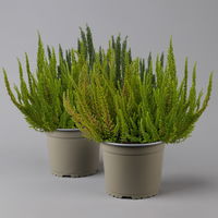 Besenheide SKYLINE® 'Trio' Mix variiert, Topf-Ø 17 cm, 2er-Set