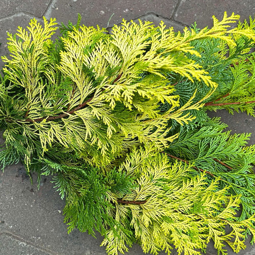 Scheinzypresse 'Crippisii' im Handbund, 3 Bund Scheinzypresse 'Crippisii' im Handbund, 3 Bund