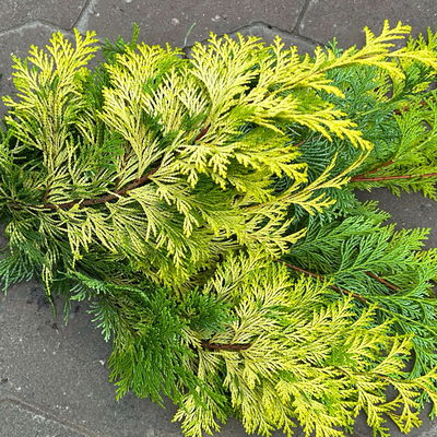 Scheinzypresse 'Crippisii' im Handbund, 3 Bund Scheinzypresse 'Crippisii' im Handbund, 3 Bund