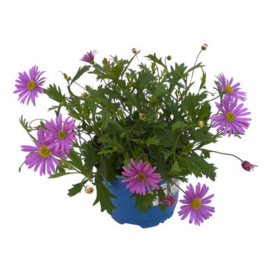 Blaues Gänseblümchen lilablau, Topf-Ø 12 cm, 6er-Set