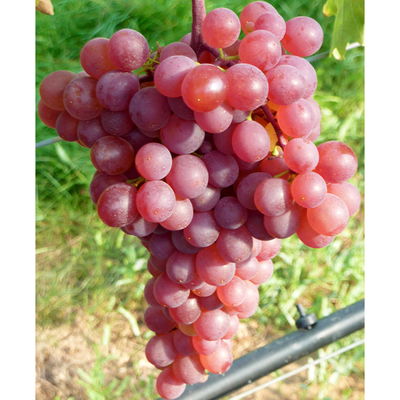 Tafeltraube 'Piroschka'(s) Tafeltraube 'Piroschka'(s)