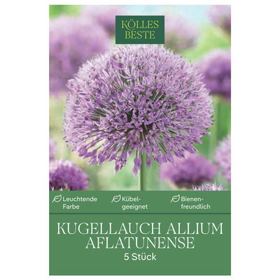 Allium Aflatunense (Iranlauch) purpur, 5 Blumenzwiebeln