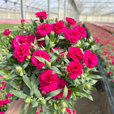 Nelke 'Oscar®', Farbe zufällig, Topf-Ø 14 cm, 4 Pflanzen