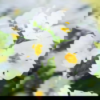 Pflanzenkreation Schatten-Leuchten, groß, 12 Pflanzen inkl. Erde und Dünger