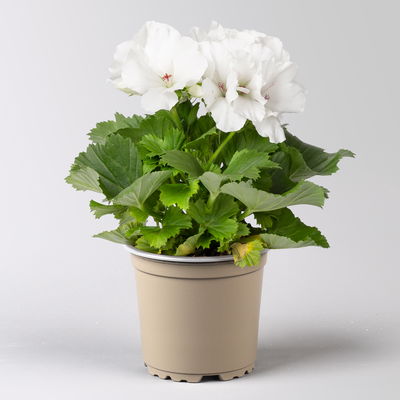 Edelgeranie Bella Donna® 'Don Palido®', weiß, Topf-Ø 12 cm, 6 Pflanzen