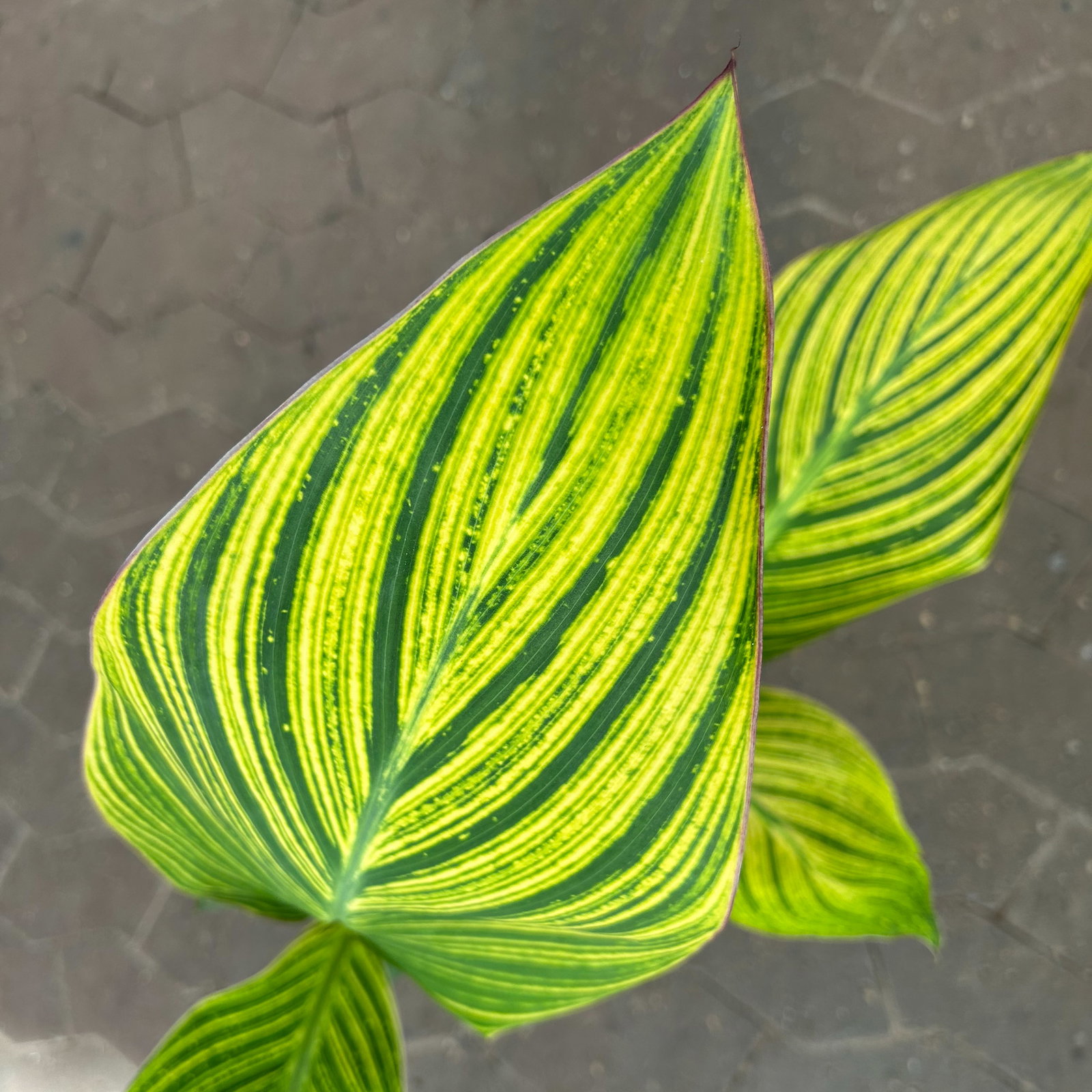 Canna 'Pretoria', Blätter gestreift, Topf-Ø 17 cm, 2 Pflanzen