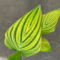 Canna 'Pretoria', Blätter gestreift, Topf-Ø 17 cm, 2 Pflanzen