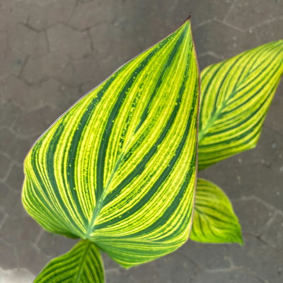 Canna 'Pretoria', Blätter gestreift, Topf-Ø 17 cm, 2 Pflanzen