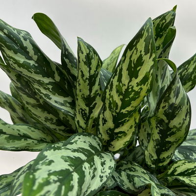 Aglaonema 'Miss Juliette', in Keramiktopf Dallas, Topf-Ø 17 cm, Höhe ca. 55 cm Aglaonema 'Miss Juliette', in Keramiktopf Dallas, Topf-Ø 17 cm, Höhe ca. 55 cm