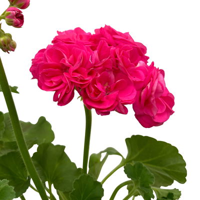 Geranie 'Survivor Idols® Rosalinda' rosa, stehend, Topf-Ø 13 cm, 6er-Set Geranie 'Survivor Idols® Rosalinda' rosa, stehend, Topf-Ø 13 cm, 6er-Set