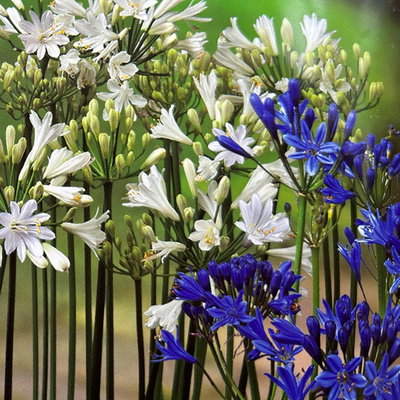 Agapanthus 'Summer Love™' weiß & blau, Topf-Ø 19 cm