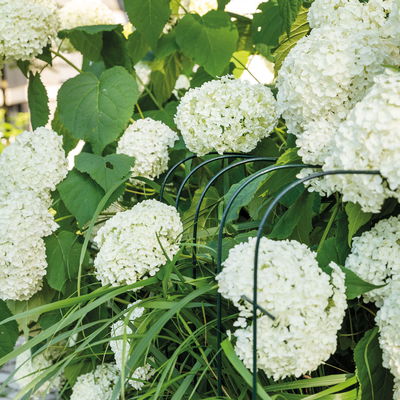 Bellissa Hortensienstütze 'ANNABELLE', 2er-Set, grün, H80 x L75 x L72 cm Bellissa Hortensienstütze 'ANNABELLE', 2er-Set, grün, H80 x L75 x L72 cm