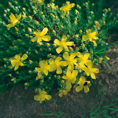 Bio Polster-Johanniskraut, gelb, Topf 9x9 cm, 3 Pflanzen