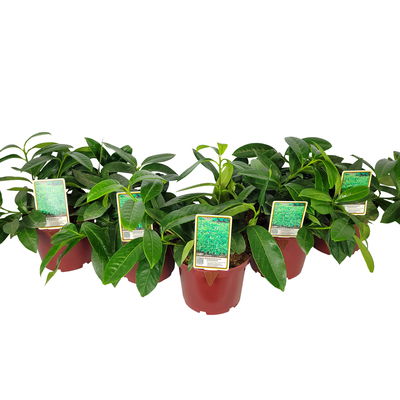 Bodendeckender Kirschlorbeer 'Mount Vernon', Topf 3 Liter , 5er-Set