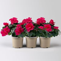 Azalee, rot, gefüllt, Topf-Ø 10,5 cm, 3 Pflanzen