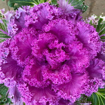 Zierkohl, grün-lila, kraus, Topf-Ø 12 cm, 6 Pflanzen