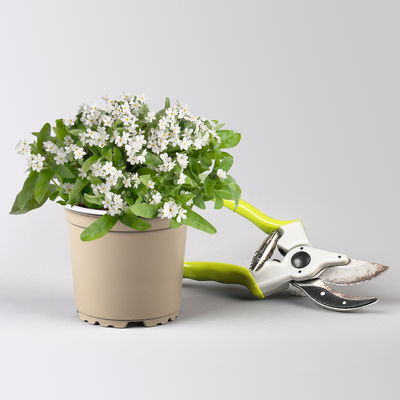 Grabbepflanzung Frühling rosa-weiß, 12 Pflanzen Grabbepflanzung Frühling rosa-weiß, 12 Pflanzen