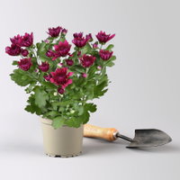 Chrysantheme 'Double', lila, gefüllt, Topf-Ø 12cm, 6 Pflanzen