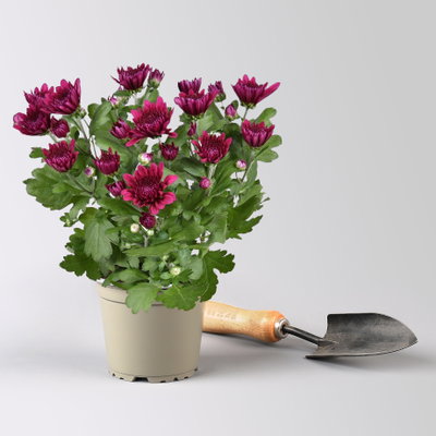 Chrysantheme 'Double', lila, gefüllt, Topf-Ø 12cm, 6 Pflanzen