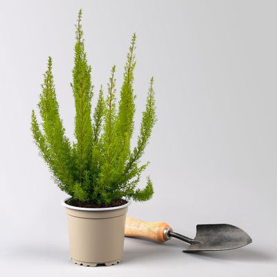 Baumheide, gelblaubig, Topf-Ø 11cm, 6 Pflanzen Baumheide, gelblaubig, Topf-Ø 11cm, 6 Pflanzen