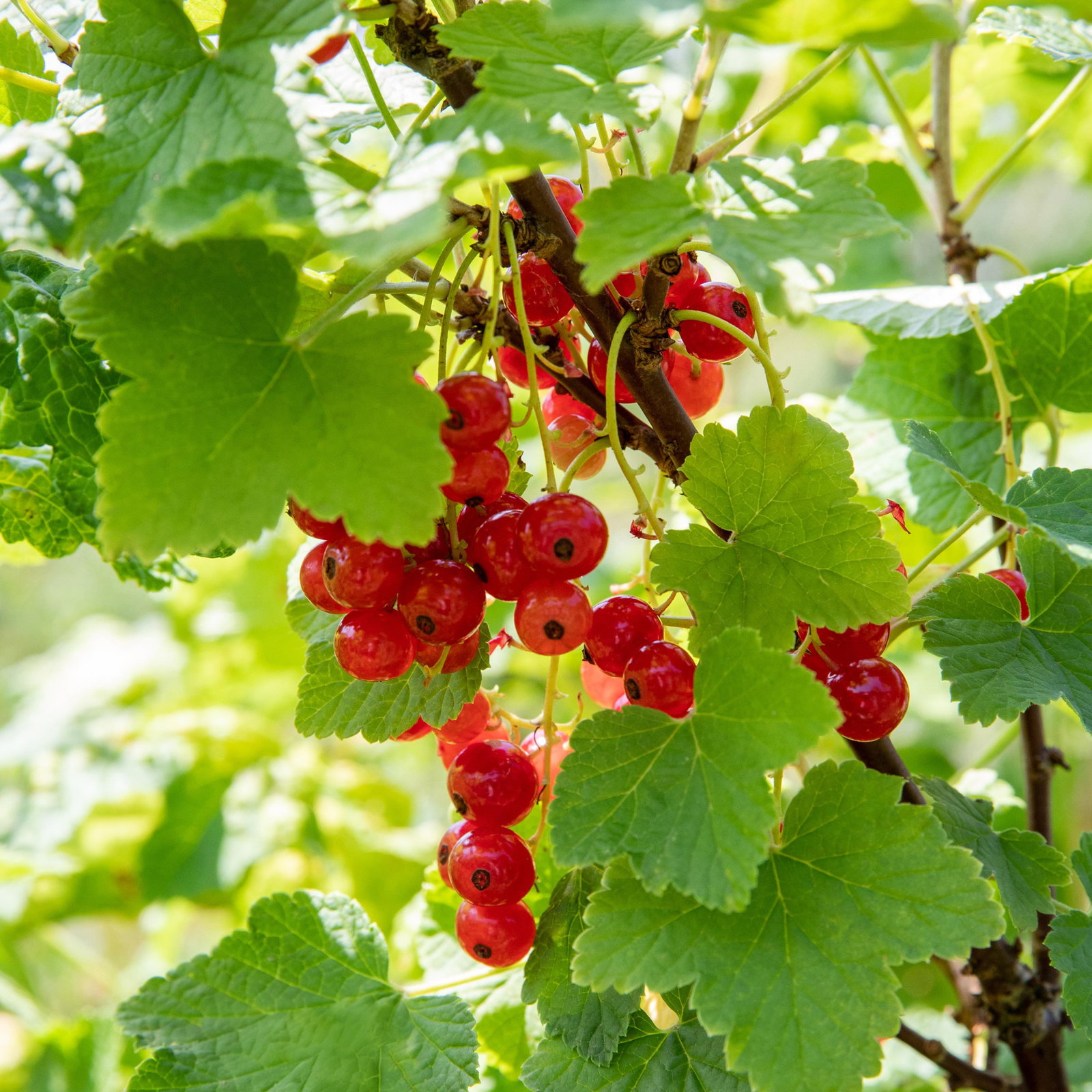 Johannisbeeren 'Rot & Schwarz', Topf 2 Liter, 4 Pflanzen