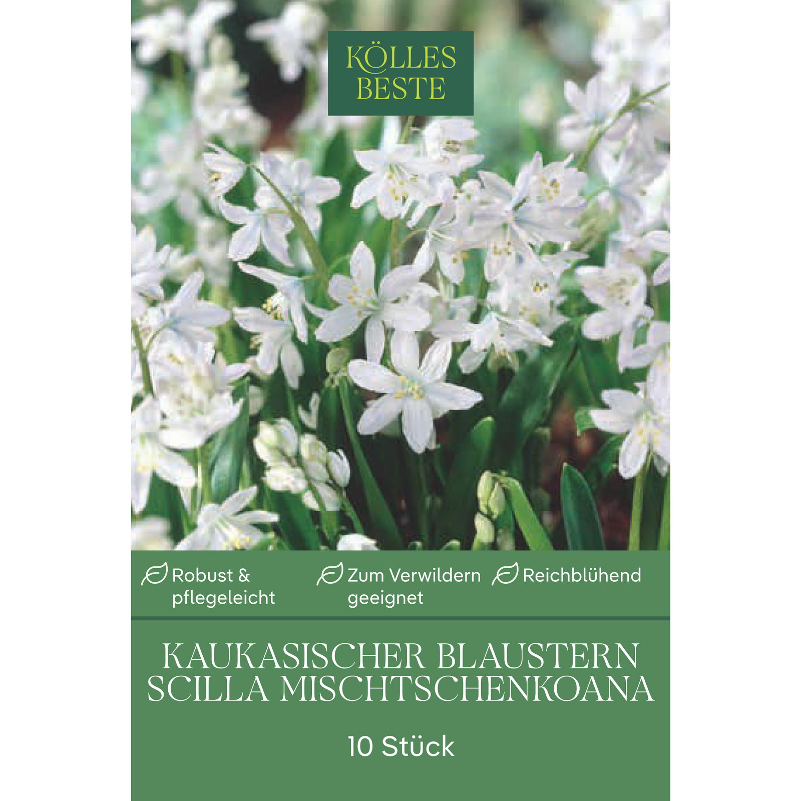 Scilla Mischtschenkoana (Blausternchen) weiß, 10 Blumenzwiebeln Scilla Mischtschenkoana (Blausternchen) weiß, 10 Blumenzwiebeln