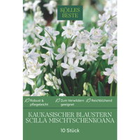 Scilla Mischtschenkoana (Blausternchen) weiß, 10 Blumenzwiebeln Scilla Mischtschenkoana (Blausternchen) weiß, 10 Blumenzwiebeln