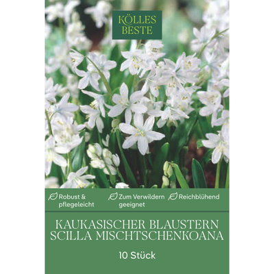 Scilla Mischtschenkoana (Blausternchen) weiß, 10 Blumenzwiebeln Scilla Mischtschenkoana (Blausternchen) weiß, 10 Blumenzwiebeln