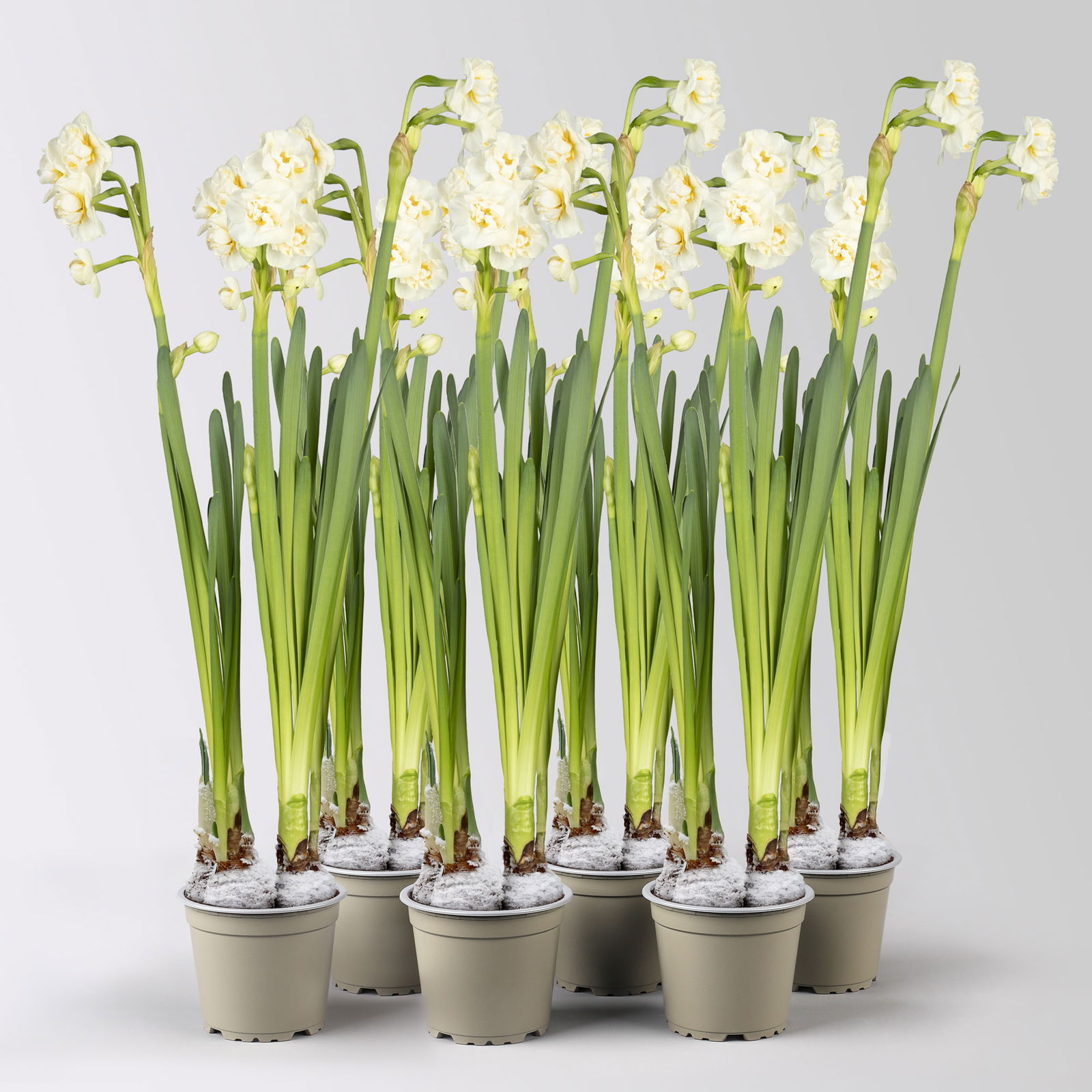 Narzisse 'Bridal Crown' , winterweiß, vorgetrieben, Topf-Ø 12 cm, 6 Pflanzen Narzisse 'Bridal Crown' , winterweiß, vorgetrieben, Topf-Ø 12 cm, 6 Pflanzen