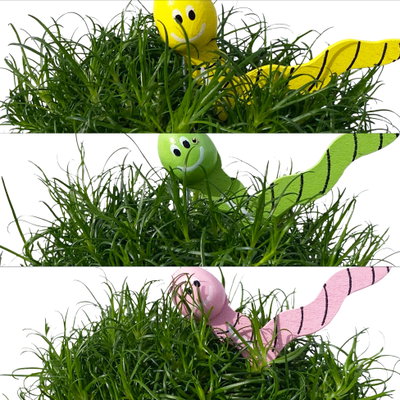 Sternmoos mit Wurmstecker, Topf-Ø 6 cm, 12er-Set Sternmoos mit Wurmstecker, Topf-Ø 6 cm, 12er-Set
