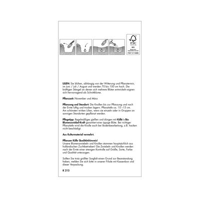 Gefüllte Oriental Lilie Magic Star, rosa & weißer Rand, 2 Blumenknollen