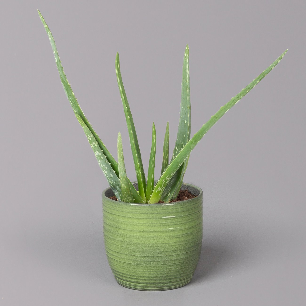 Aloe vera in Keramiktopf Bergamo grün, Topf-Ø 12 cm, Höhe ca. 35 cm
