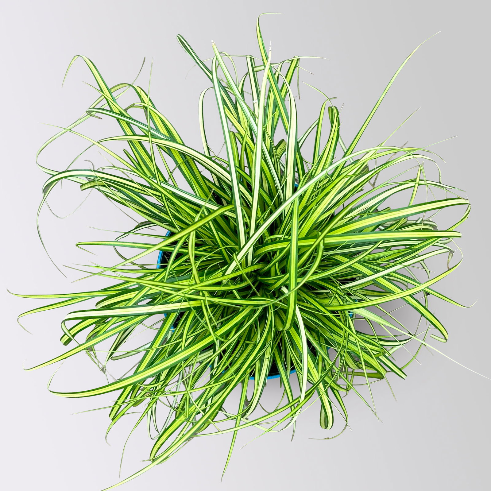 Bio Gartensegge 'Eversheen', gelb-grün, Topf-Ø 12 cm, 3 Pflanzen Bio Gartensegge 'Eversheen', gelb-grün, Topf-Ø 12 cm, 3 Pflanzen