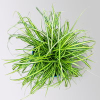 Bio Gartensegge 'Eversheen', gelb-grün, Topf-Ø 12 cm, 3 Pflanzen Bio Gartensegge 'Eversheen', gelb-grün, Topf-Ø 12 cm, 3 Pflanzen