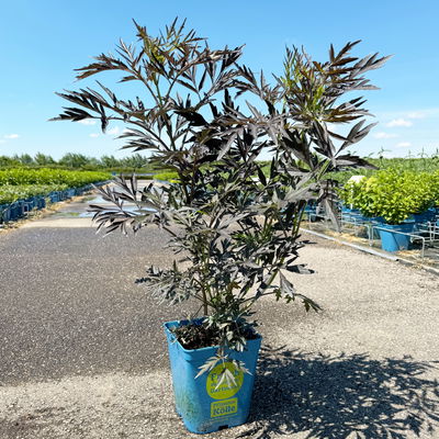 Rotlaubiger Holunder 'Black Lace'® ('Eva'PBR) Rotlaubiger Holunder 'Black Lace'® ('Eva'PBR)