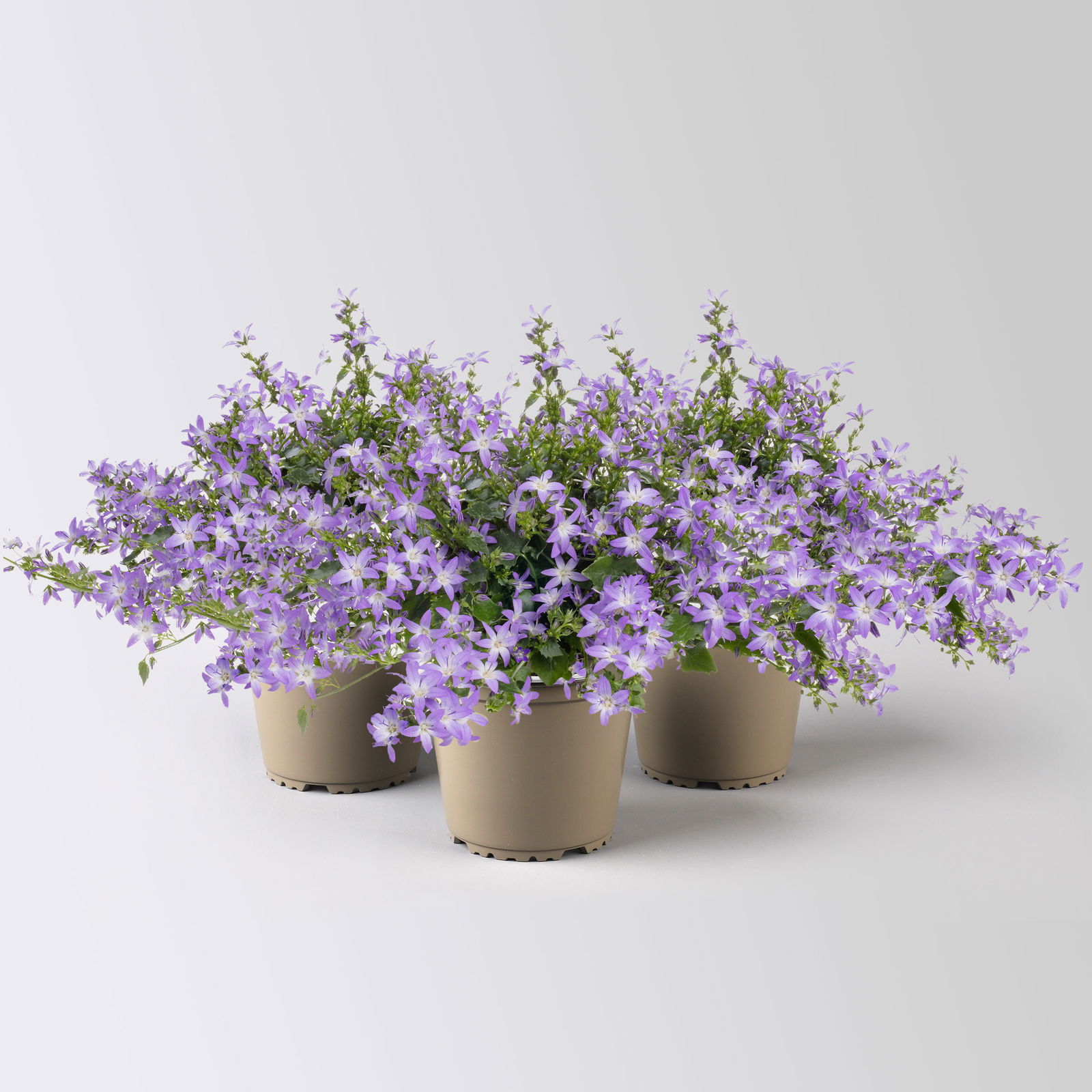 Campanula 'Adansa® Purple', lila, Topf-Ø 12 cm, 3 Pflanzen