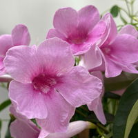 Jasmintrompete, weiß bis rosa zufällig, Pyramide, Topf-Ø 17 cm,  Höhe ca. 70 cm