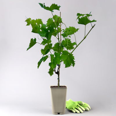 Tafeltraube 'Georg®' Tafeltraube 'Georg®'