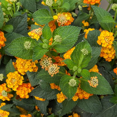 Wandelröschen, orange, Topf-Ø 27 cm