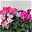 Alpenveilchen 'Outland', rosa geflammt, Sorte variiert, Topf-Ø 10,5 cm, 6er-Set