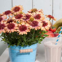 Osteospermum 'Banana Shake' gelb-rot, gefüllt, Topf-Ø 12 cm, 6 Pflanzen