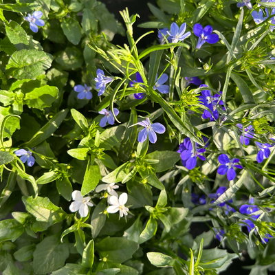 Männertreu 'mehrfarbig', hängend, blau-weiß, Topf-Ø 12 cm, 6 Pflanzen