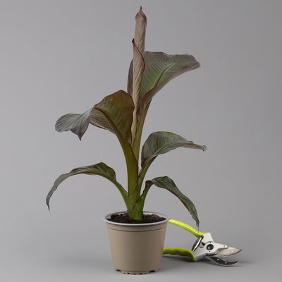 Rote Zierbanane, Topf-Ø 14 cm, Höhe ca. 40 cm, 2 Pflanzen