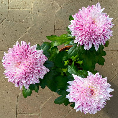 Chrysantheme 'Chrysanne® Zembla Next Art', gesprenkelt, Topf-Ø 13 cm, 6 Pflanzen