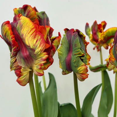 Papagei-Tulpe orange-rot, vorgetrieben, Topf-Ø 15 cm, 3 Pflanzen Papagei-Tulpe orange-rot, vorgetrieben, Topf-Ø 15 cm, 3 Pflanzen