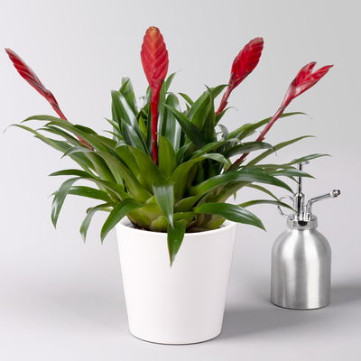 Vriesea 'Astrid', rot, im Übertopf Dallas weiß, Topf-Ø 12 cm Vriesea 'Astrid', rot, im Übertopf Dallas weiß, Topf-Ø 12 cm